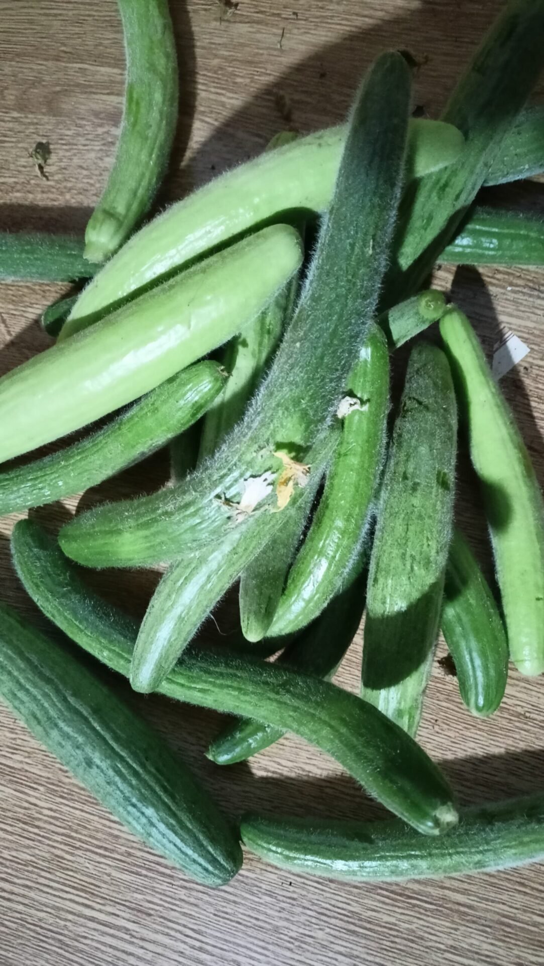 Lebanese Cucumber (Kahali)