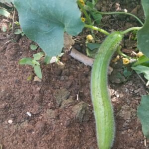Cucumber (Mqati Baaklini)