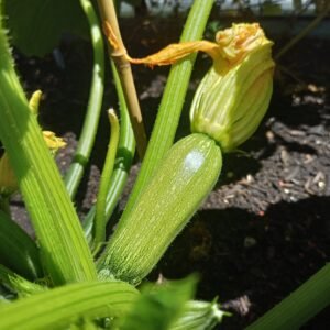 zucchini-plant