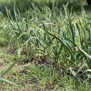 Lebanese Garlic