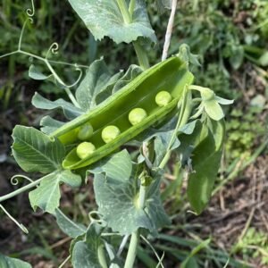 Mountain Lebanese Peas