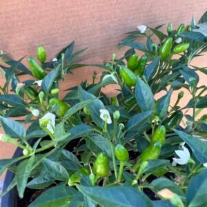 Chille pepper(Lesan al Tyr ) Plant