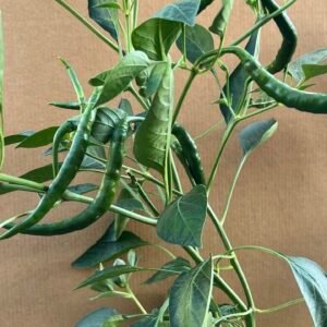 Msalat Thin and Long Chili Pepper