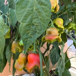 Jaras - Christmas Pepper - Plant